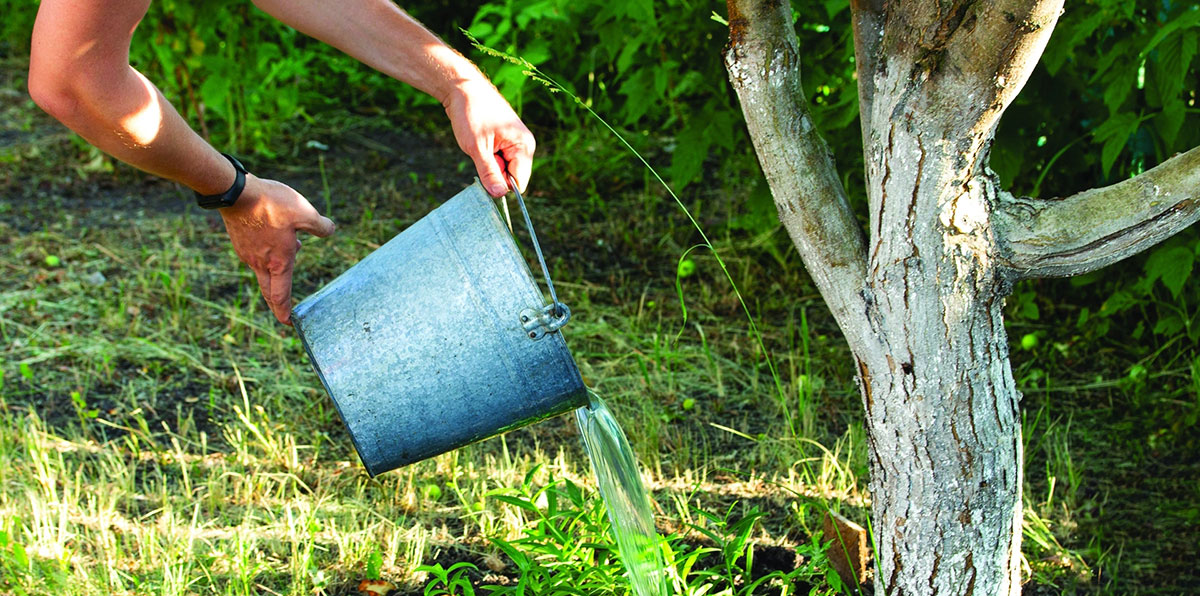 A bucket of water being poured on a backyard fruit tree