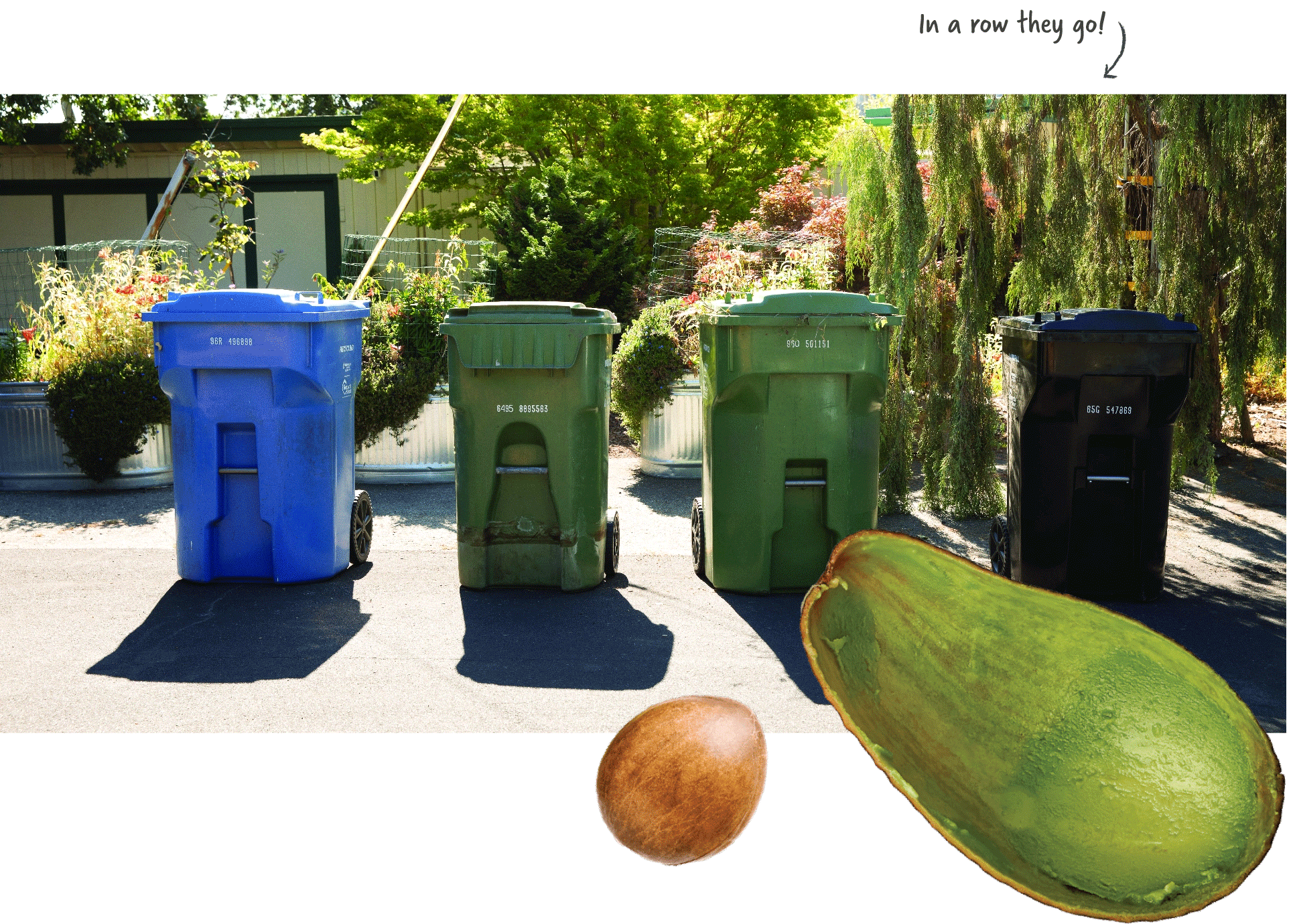 One blue recycling cart, two green compost carts and one black landfill cart in a row in front of a house. An avocado peel and pit overlay the scene.