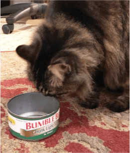 a cat looking curiously at an empty can of tuna