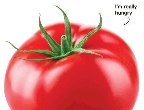 Image of tomato