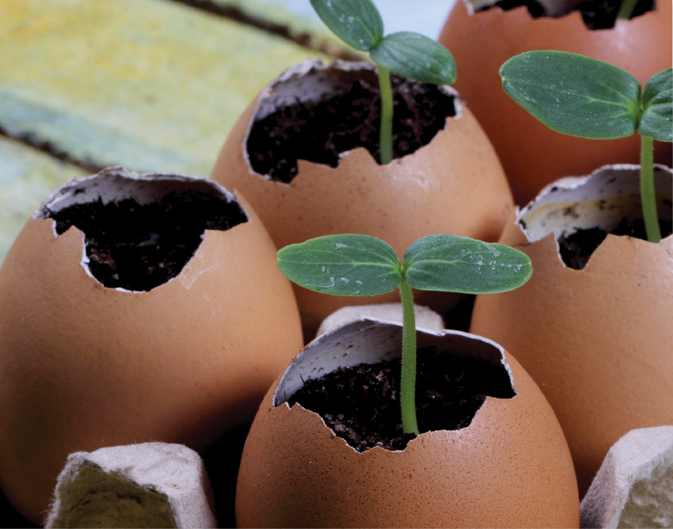 Image of small plants growing in eggs