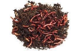 Purchase composting worms!