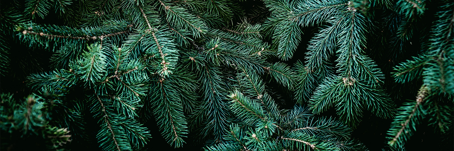 2025 Holiday Tree Collection Schedule - RecycleSmart